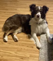 Monica & Colby Upcoming Litter, a  Australian Shepherd for sale in Sevierville, TN – 6 of 10