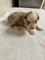 Tammy, a female Australian Shepherd for sale in Sevierville, TN – 6 of 9