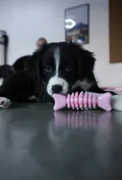 Willie Black Bi, a male Australian Shepherd for sale in Sevierville, TN – 8 of 10