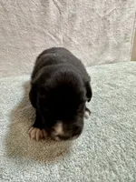 June, a female Australian Shepherd for sale in Sevierville, TN – 5 of 9