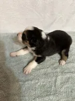 Loretta, a female Australian Shepherd for sale in Sevierville, TN – 6 of 10
