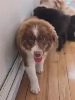 Garth Red Tri, a male Australian Shepherd for sale in Sevierville, TN – 3 of 10