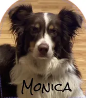 Monica & Colby Upcoming Litter, a  Australian Shepherd for sale in Sevierville, TN – 2 of 10