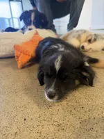 Male Toy 2, a male Toy Australian Shepherd for sale in Sevierville, TN – 2 of 6