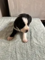 Patsy, a female Australian Shepherd for sale in Sevierville, TN – 10 of 10