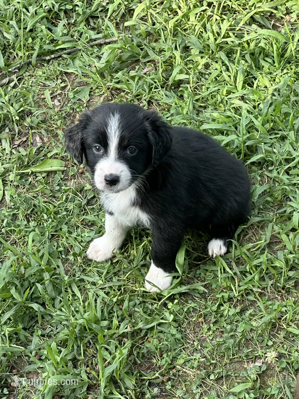 Faith – Australian Shepherd puppy for sale in Sevierville, TN