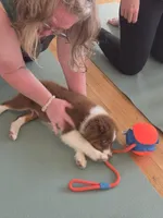 Garth Red Tri, a male Australian Shepherd for sale in Sevierville, TN – 5 of 10