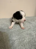 Shania, a female Australian Shepherd for sale in Sevierville, TN – 2 of 9