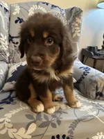 Toby, a male Australian Shepherd for sale in Sevierville, TN – 3 of 7