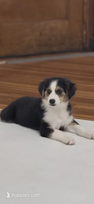 Johnny Black Tri – Australian Shepherd puppy for sale in Sevierville, TN