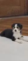 Johnny Black Tri, a male Australian Shepherd for sale in Sevierville, TN – 1 of 10