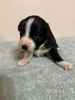 Faith, a female Australian Shepherd for sale in Sevierville, TN – 3 of 8