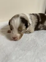 Toby, a male Australian Shepherd for sale in Sevierville, TN – 3 of 9