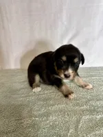Dolly, a female Australian Shepherd for sale in Sevierville, TN – 2 of 10