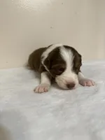 Garth, a male Australian Shepherd for sale in Sevierville, TN – 3 of 8