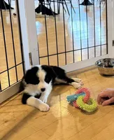 Shania Black Bi, a female Australian Shepherd for sale in Sevierville, TN – 5 of 7