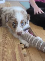 Merle Red Merle, a male Australian Shepherd for sale in Sevierville, TN – 4 of 9