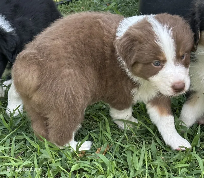 George – Australian Shepherd puppy for sale in Sevierville, TN