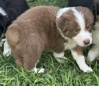 George Red Tri, a male Australian Shepherd for sale in Sevierville, TN – 1 of 10