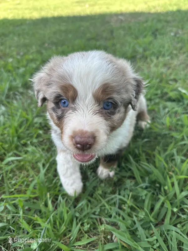Merle – Australian Shepherd puppy for sale in Sevierville, TN