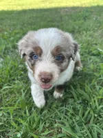 Merle Red Merle, a male Australian Shepherd for sale in Sevierville, TN – 3 of 10