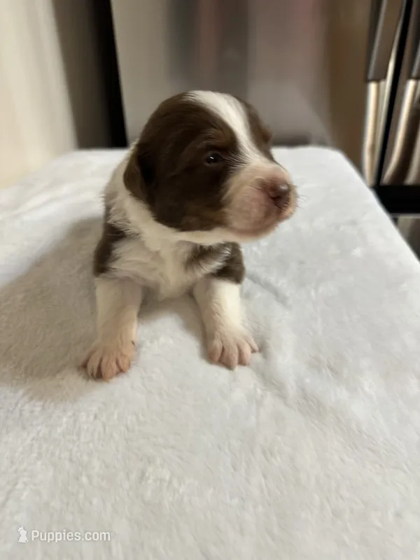 George – Australian Shepherd puppy for sale in Sevierville, TN