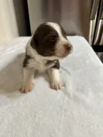 George, a male Australian Shepherd for sale in Sevierville, TN – 1 of 9