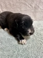 June, a female Australian Shepherd for sale in Sevierville, TN – 6 of 9