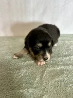 Dolly, a female Australian Shepherd for sale in Sevierville, TN – 9 of 10