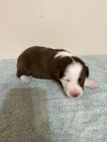 Reba, a female Australian Shepherd for sale in Sevierville, TN – 7 of 8