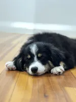Female Toy , a female Toy Australian Shepherd for sale in Sevierville, TN – 2 of 4