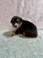 Dolly, a female Australian Shepherd for sale in Sevierville, TN – 4 of 10