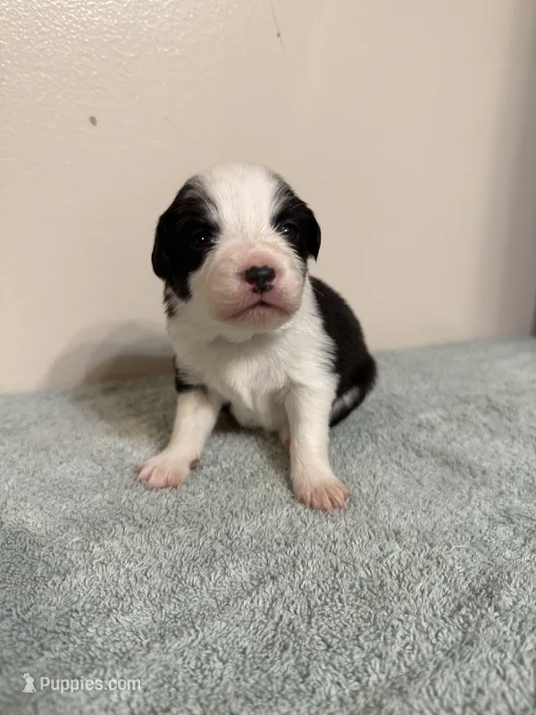 Shania – Australian Shepherd puppy for sale in Sevierville, TN