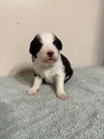 Shania, a female Australian Shepherd for sale in Sevierville, TN – 1 of 9