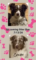 Monica & Colby Upcoming Litter, a  Australian Shepherd for sale in Sevierville, TN – 1 of 10