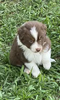 Garth Red Tri, a male Australian Shepherd for sale in Sevierville, TN – 2 of 10