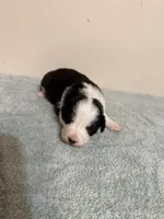 Shania, a female Australian Shepherd for sale in Sevierville, TN – 8 of 9