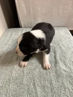 Patsy, a female Australian Shepherd for sale in Sevierville, TN – 8 of 10