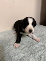 Patsy, a female Australian Shepherd for sale in Sevierville, TN – 4 of 10
