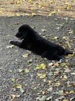 Midnight Black Bi, a female Australian Shepherd for sale in Sevierville, TN – 5 of 10