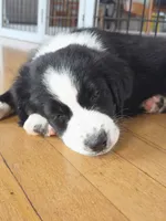 Patsy Black Bi, a female Australian Shepherd for sale in Sevierville, TN – 2 of 8
