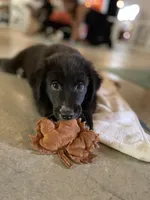 Midnight Black Bi, a female Australian Shepherd for sale in Sevierville, TN – 8 of 10