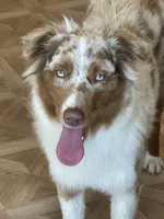 Monica & Colby Upcoming Litter, a  Australian Shepherd for sale in Sevierville, TN – 5 of 10