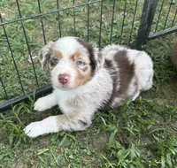 Toby, a male Australian Shepherd for sale in Sevierville, TN – 2 of 10