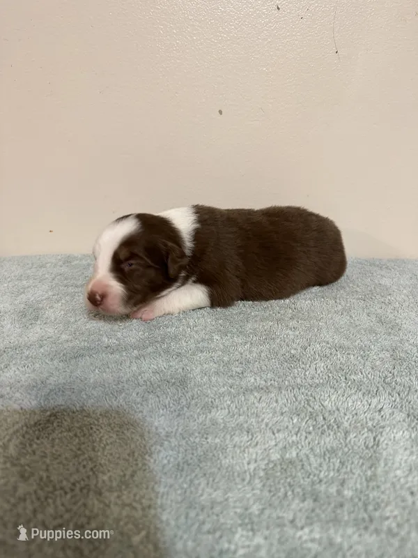 Reba – Australian Shepherd puppy on hold in Sevierville, TN