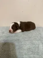 Reba, a female Australian Shepherd for sale in Sevierville, TN – 1 of 8
