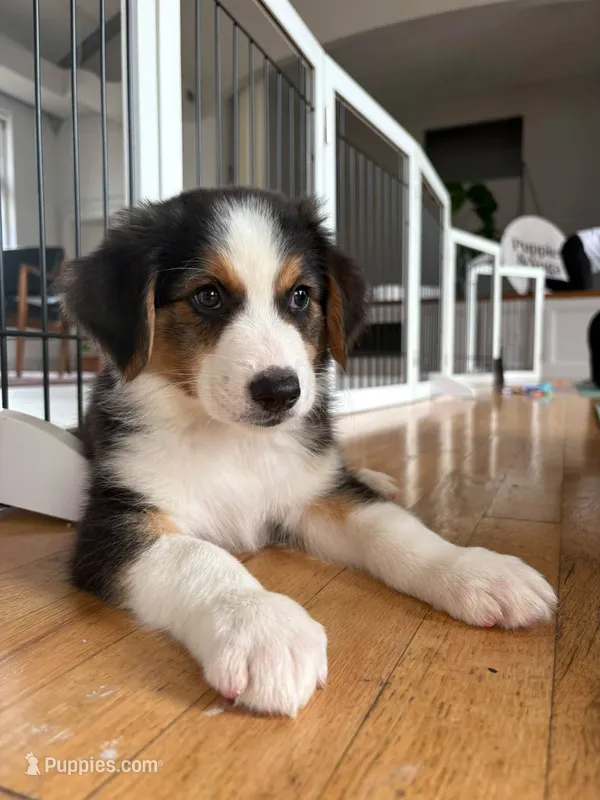 Johnny Black Tri – Australian Shepherd puppy for sale in Sevierville, TN