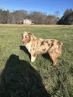Monica & Colby Upcoming Litter, a  Australian Shepherd for sale in Sevierville, TN – 7 of 10