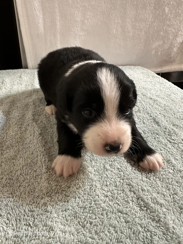 Willie – Australian Shepherd puppy for sale in Sevierville, TN