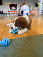 George Red Tri, a male Australian Shepherd for sale in Sevierville, TN – 8 of 10
